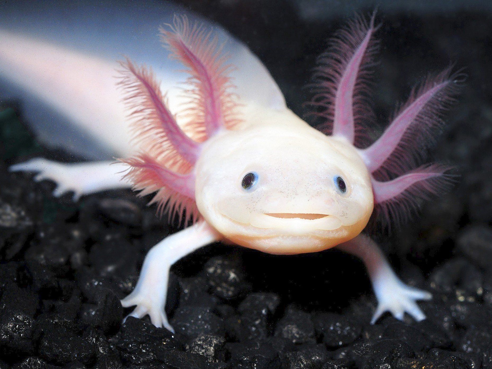“Mexikanisches Wassermonster” vor der Ausrottung - Tiere -- VOL.AT