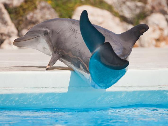 Nach Delfin Tod Anzeige Gegen Connyland Welt Vienna At