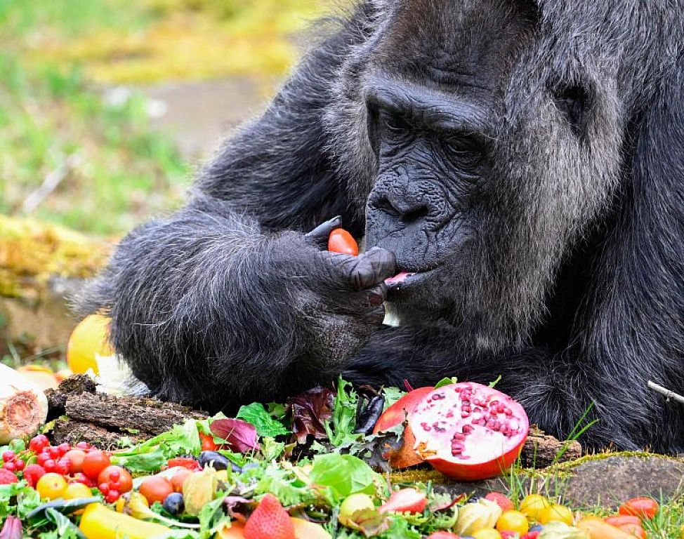 Wie ein Gorilla seinen 66. Geburtstag feiert Tiere VOL.AT