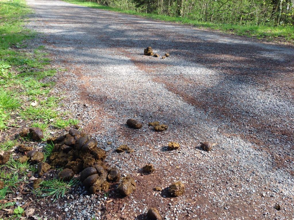 Bitte KEIN Pferdemist auf dem Geh- und Radweg an der Ach