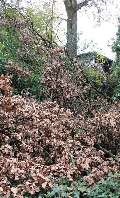 Totes Holz am Schöllersteig