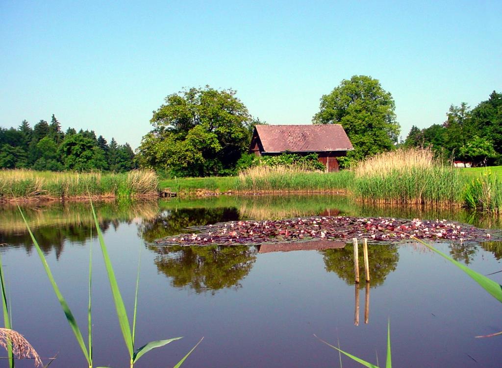 Naturjuwel Teich im Reitmoos unerwünscht?