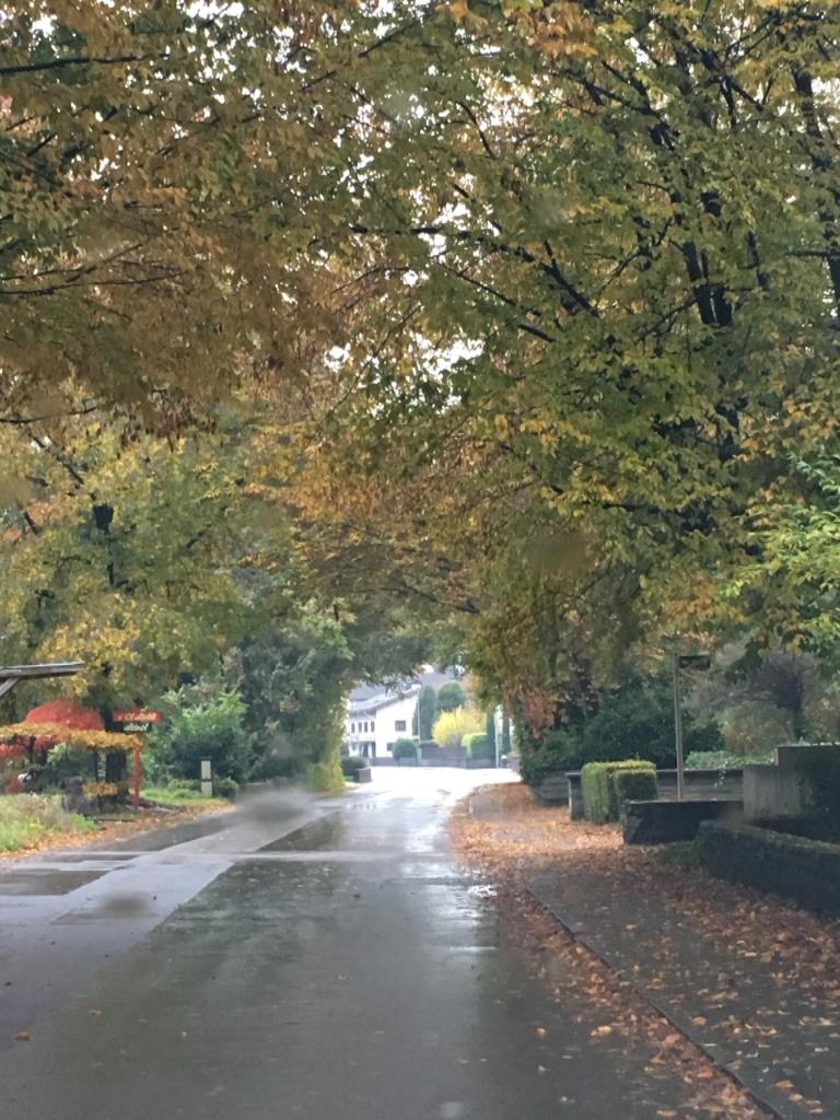 Tunnel of trees in Lustenau