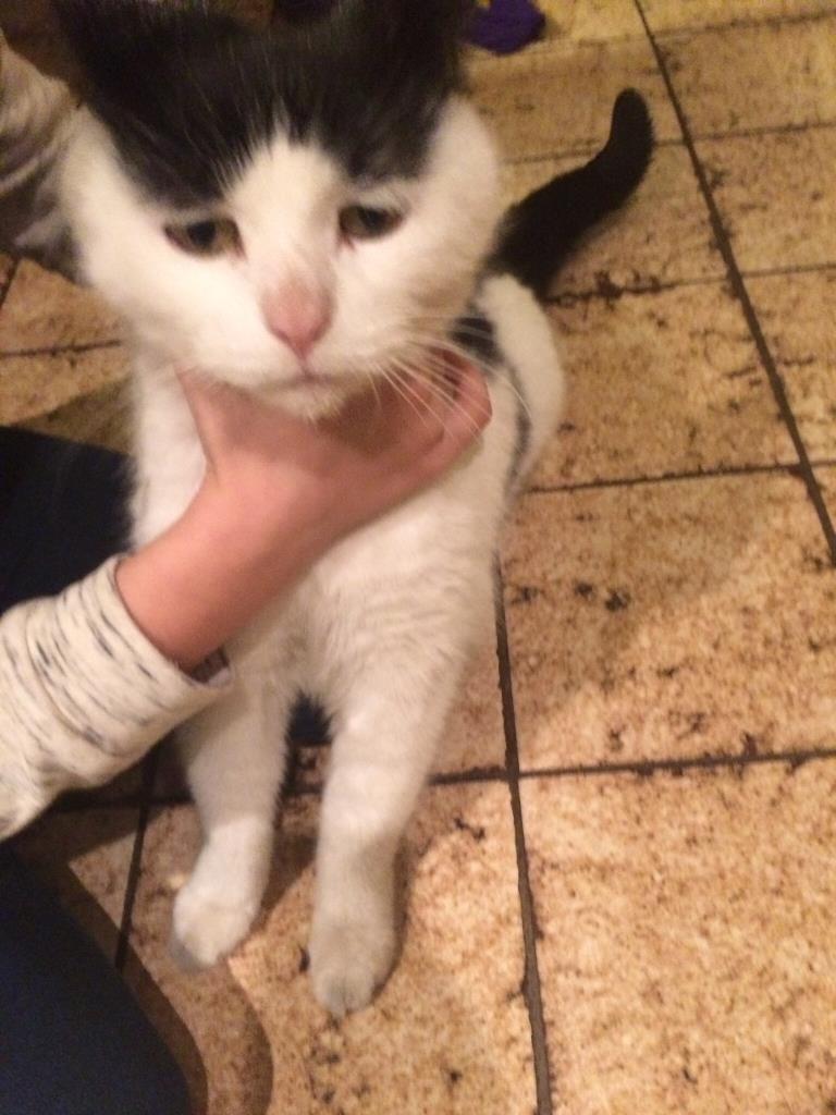 Katze zugelaufen