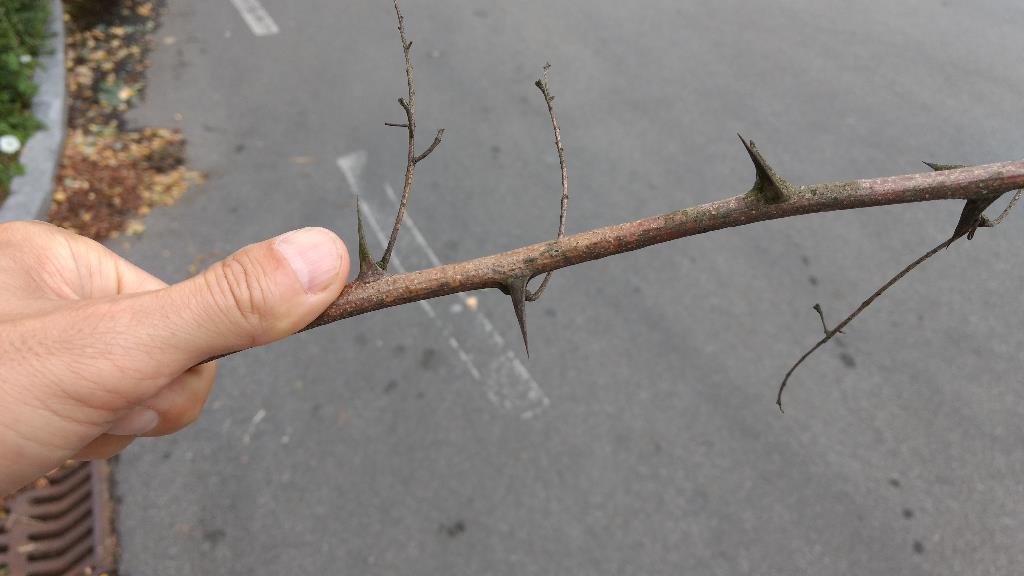 Bäume mit 2cm langen Dornen