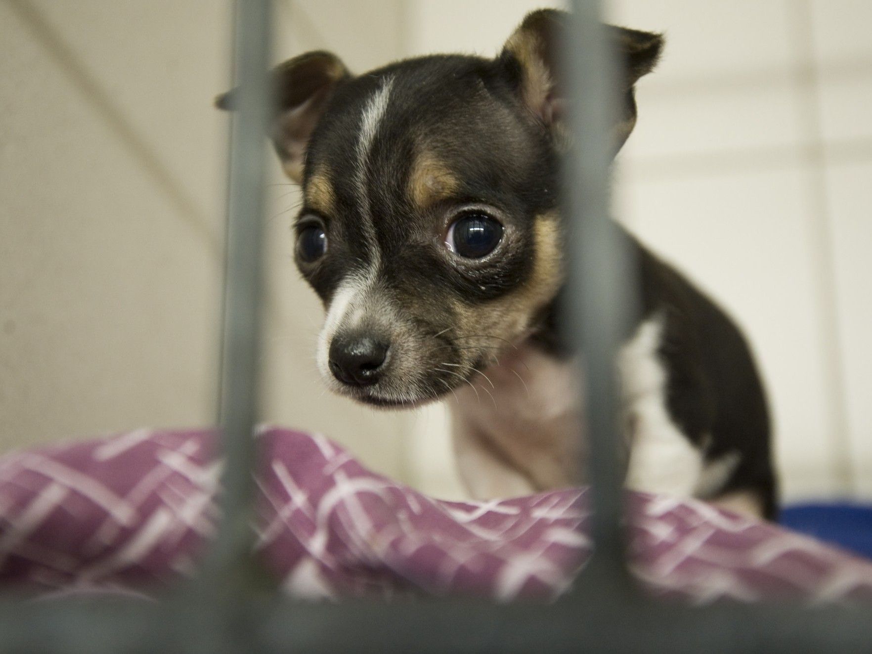 Illegaler Hundehandel 230 Welpen Uber Grenze Geschmuggelt Tiere Vorarlberg Vol At