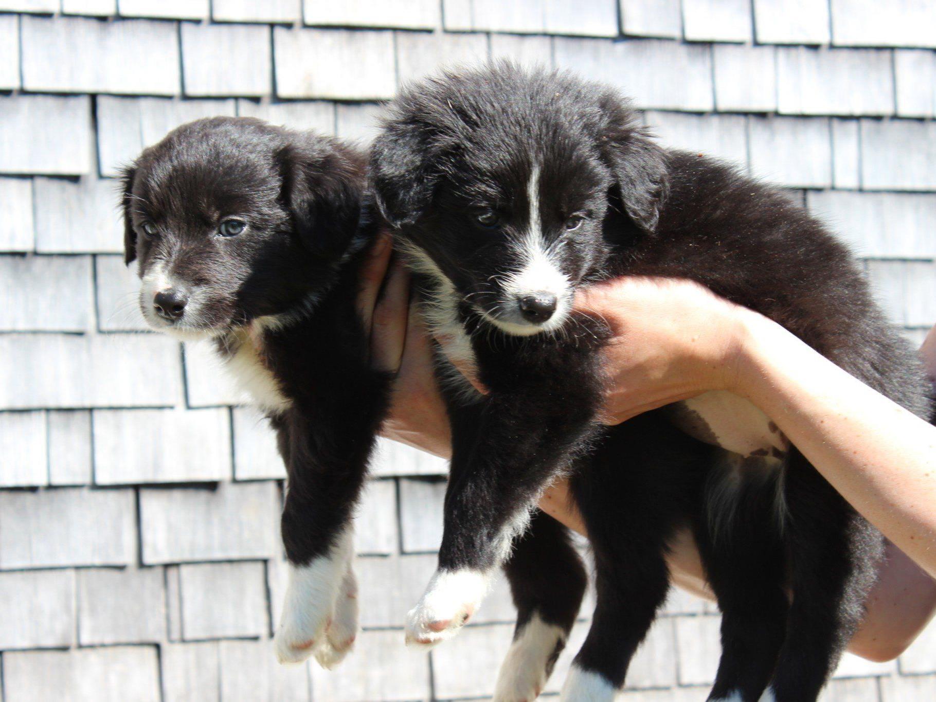 Border Collie