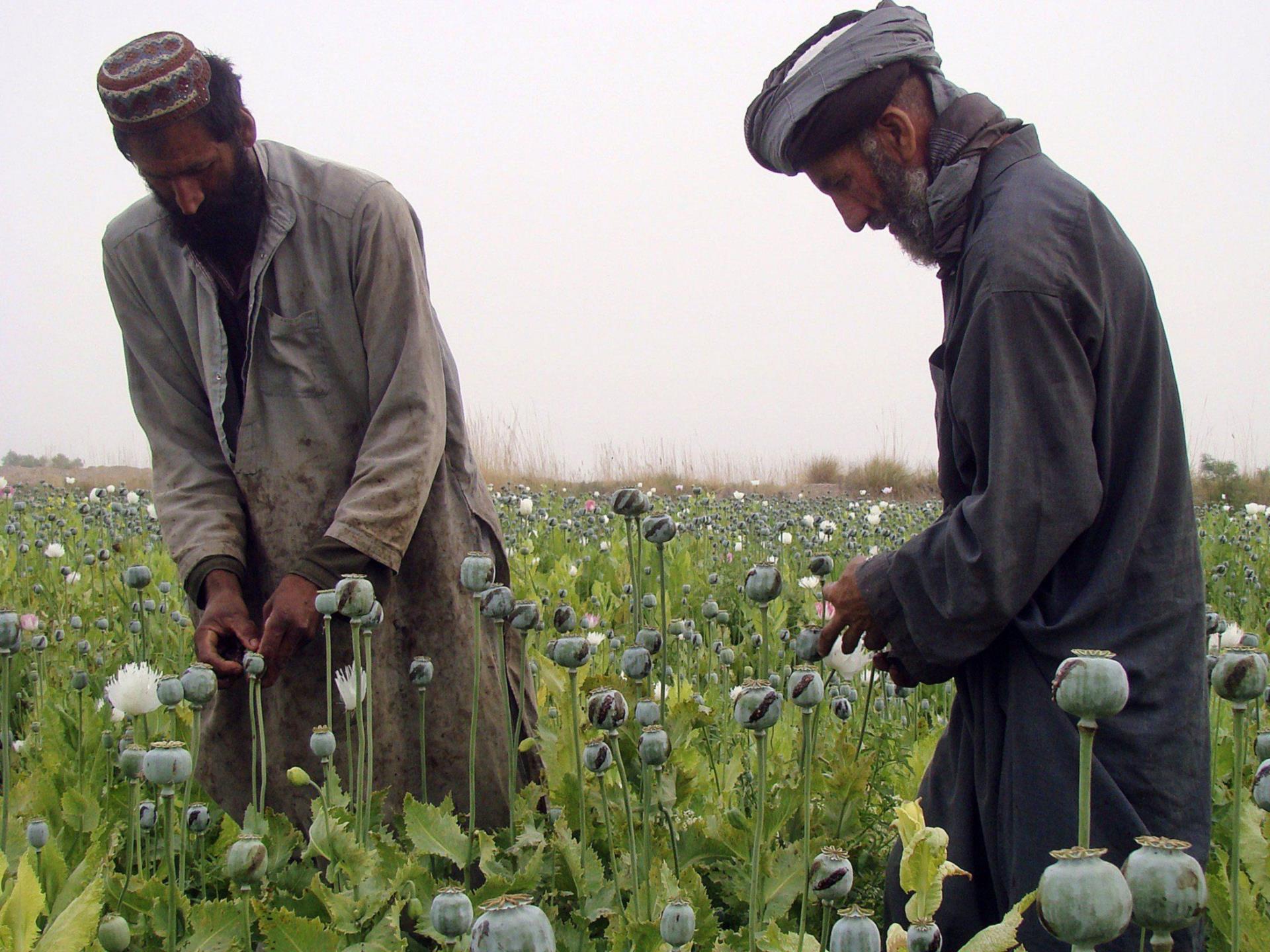 Афганский горох. Опиумный Мак героин Афганистане. Афюн Афганский. Афганский флорист.