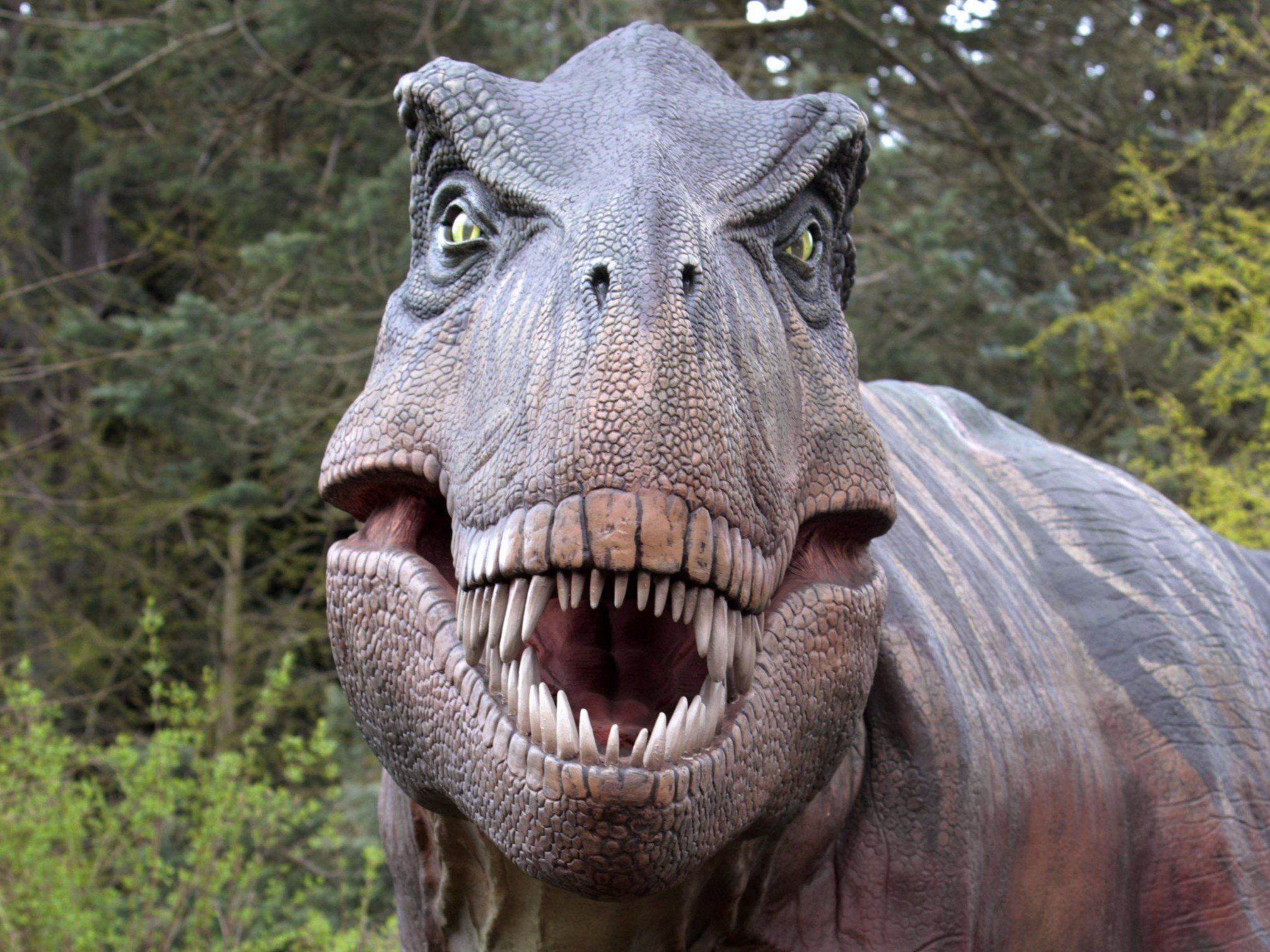 Tyrannosaurus rex machte Jagd auf lebendige Tiere VOL.AT