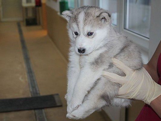 Die Geschichte Von Nora Arya Mathilda Bailey Antonia Cooper Harley Earl Nemo Und Kimo Unsere Kleinen Schutzlinge Im Tierheim Mentlberg Tierschutz Tirol