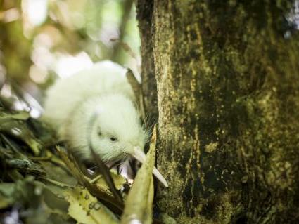 Weisse Kiwi Kuken In Neuseeland Wie Sechser Im Lotto Tiere National Vol At