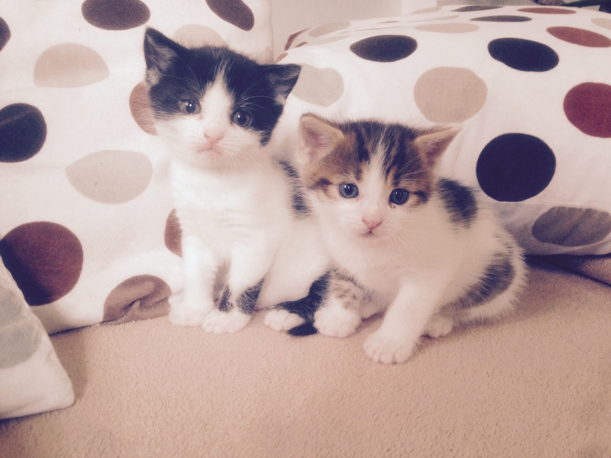 Katze Bild: Baby Katzen Zum Verschenken Vorarlberg