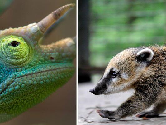 Vom Chamaleon Bis Zum Nasenbar Exotische Haustiere In Wien Tiere National Vienna At