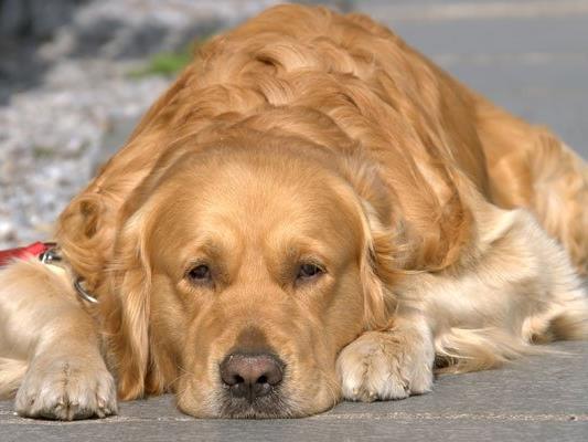 Hund Beim Gassi Gehen Misshandelt 23 Jahriger In Wien Verurteilt Vienna Online
