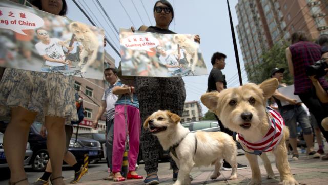 https://thumbs.vol.at/?url=https://www.vol.at/2016/06/China-Dog-Meat-Festival.jpg&w=640&h=360&crop=1