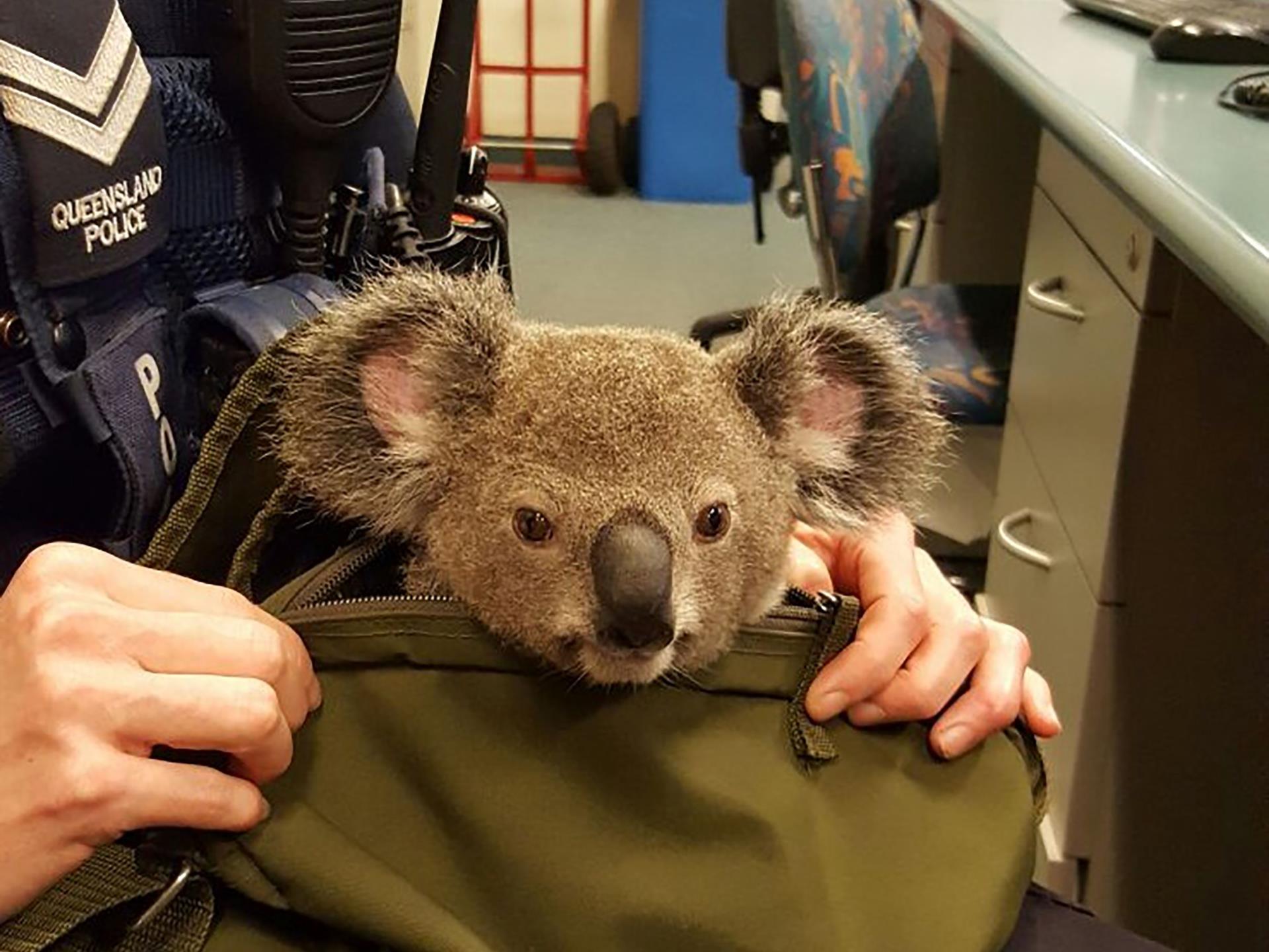 Коала сумка. Сумка коалы. Сумка коалы животное. Коала врач. Коала с детенышем в сумке.