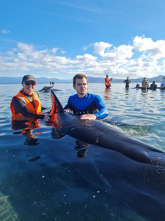 Freiwillige bildeten Menschenkette, um Wale zu retten.  © Reuters, AFP