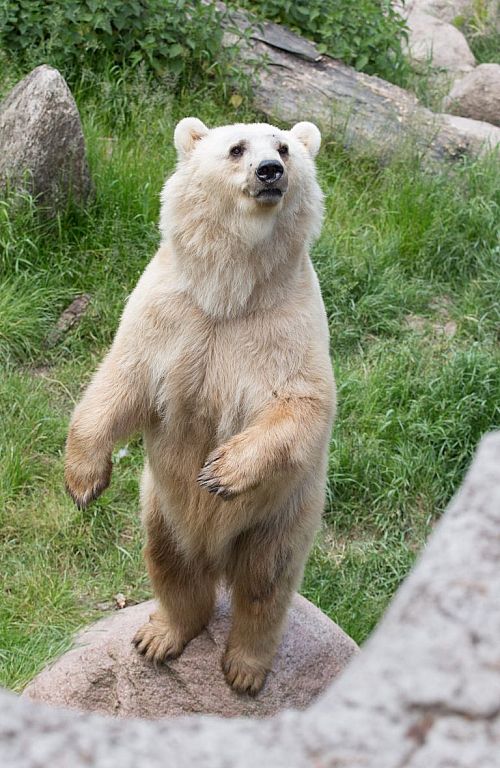 © APA/DPA/FRISO GENTSCH