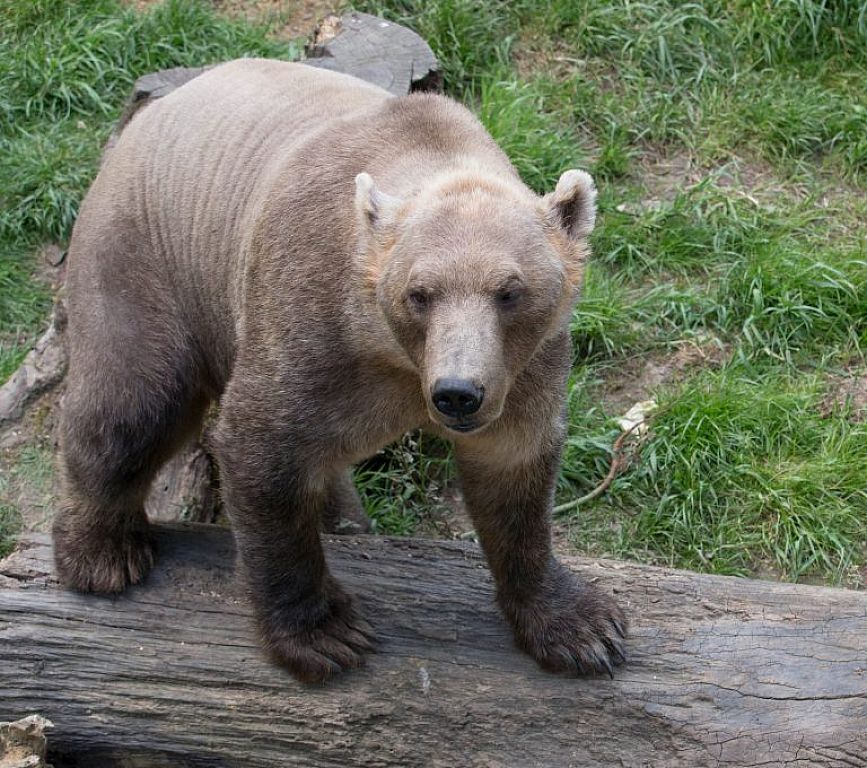 © APA/DPA/FRISO GENTSCH