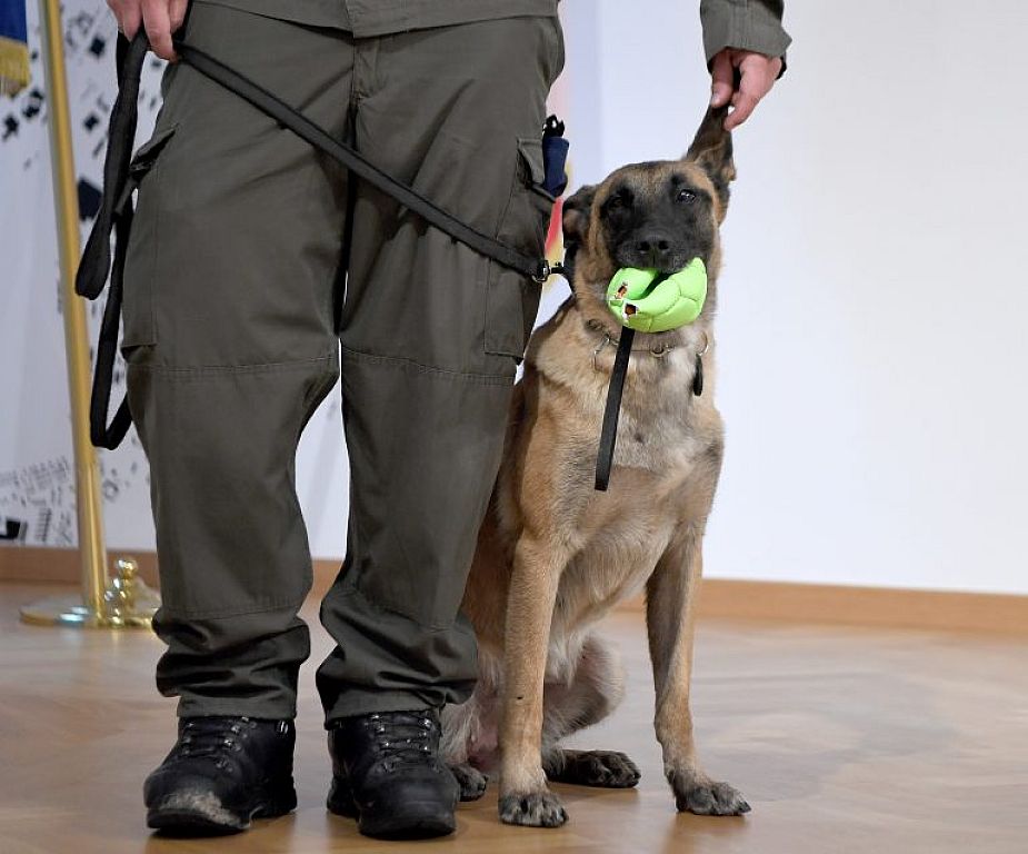 Corona-Spürhund "Fantasy" im Rahmen einer PK des Verteidigungsministeriums © APA