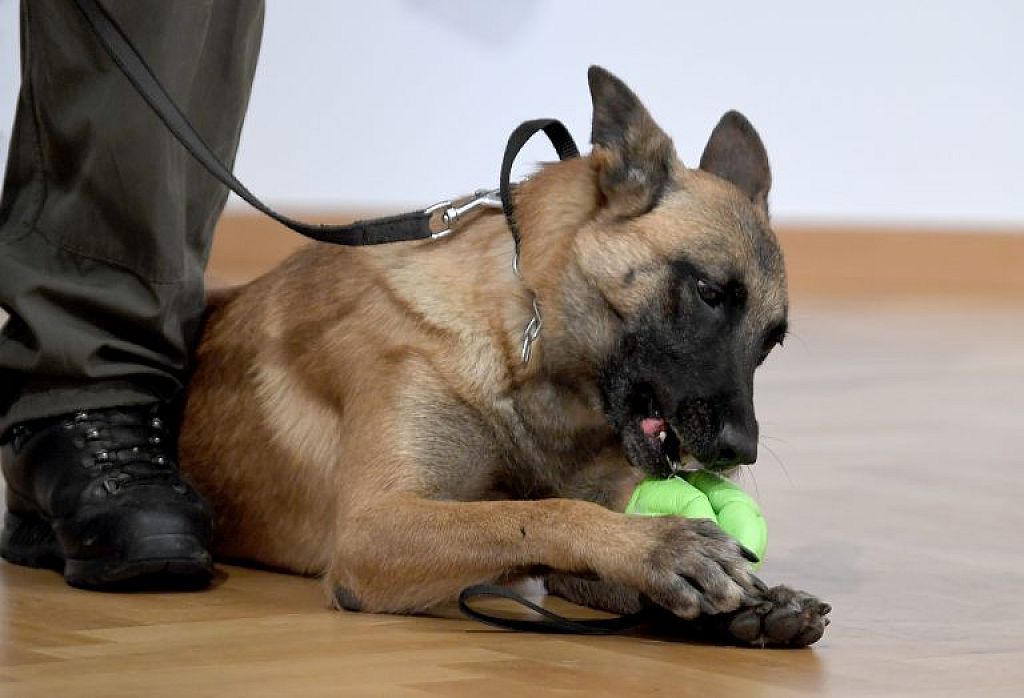 Corona-Spürhund "Fantasy" im Rahmen einer PK des Verteidigungsministeriums © APA