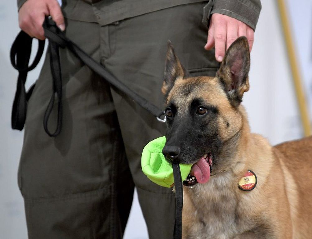 Corona-Spürhund "Fantasy" im Rahmen einer PK des Verteidigungsministeriums © APA