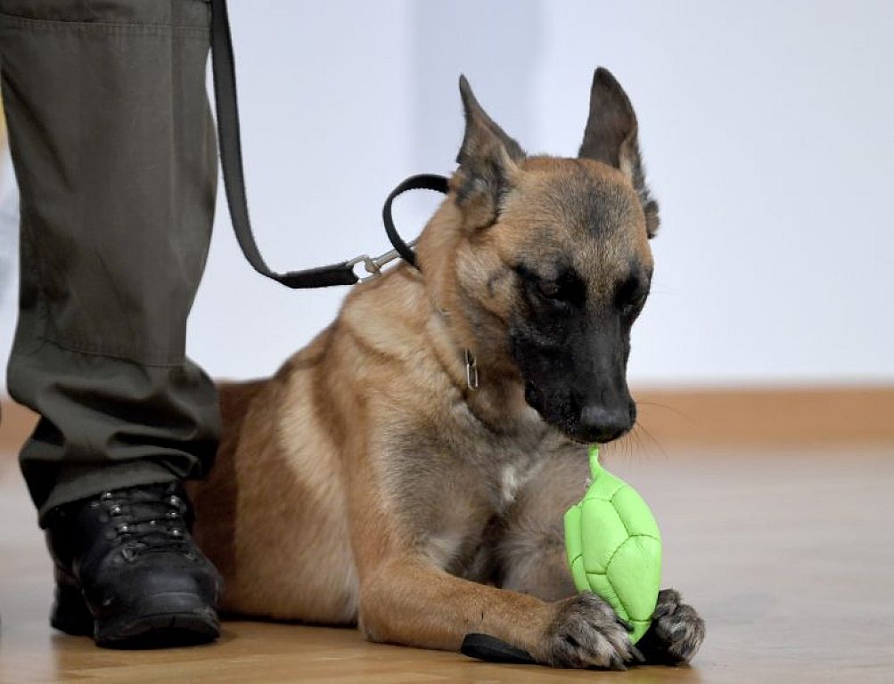 Corona-Spürhund "Fantasy" im Rahmen einer PK des Verteidigungsministeriums © APA