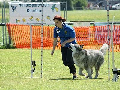 Kürzlich fand das erste Breitensportturnier des Hundsportvereins Dornbirn statt.