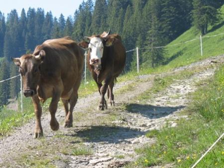 Kühe auf der Alpe Mörzel