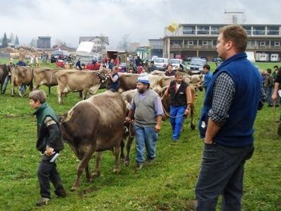Schön geschmückte Tiere bei der Ausstellung in Bezau Schön geschmückte Tiere bei der Ausstellung in Bezau