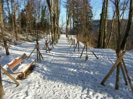 Die renaturierte legendäre Lindenallee auf dem Margarethenkapf. Die renaturierte legendäre Lindenallee auf dem Margarethenkapf.
