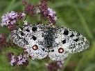 Der seltene Apollofalter ist im Biosphärenpark anzutreffen. (Foto: Inatura) Der seltene Apollofalter ist im Biosphärenpark anzutreffen. (Foto: Inatura)