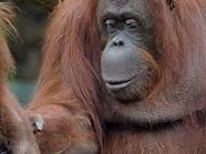 Fotowettbewerb im Tiergarten Schönbrunn Fotowettbewerb im Tiergarten Schönbrunn