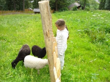 Mit Tieren in Begegnung. Celine liebt die kleinen Schafe.