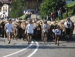 Die Alpe Bärgunt auf dem Weg zum Scheidplatz. Die Alpe Bärgunt auf dem Weg zum Scheidplatz.