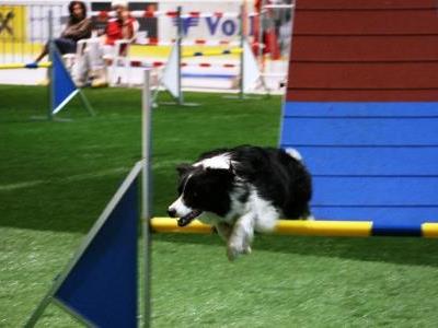 Die agilsten Hunde der Welt kämpften in der Messehalle um den Siegerpokal.