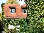 Es grünt so grün. Es grünt so grün.