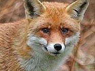 Füchse, Wölfe, Marder & Co. als  Schwerpunkt des Tierschutztages Füchse, Wölfe, Marder & Co. als  Schwerpunkt des Tierschutztages