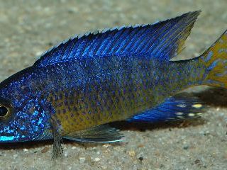 Gewinnen sie einen Einblick in die Aquaristik, Fischhaltung und die Pflege Gewinnen sie einen Einblick in die Aquaristik, Fischhaltung und die Pflege