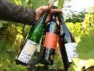 Interessante Weine - von alten Rebsorten hin zu moderner Weinbaukultur. Interessante Weine - von alten Rebsorten hin zu moderner Weinbaukultur.