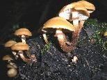Jede Menge verschiedener Pilze gibt es im Göfner Wald. Jede Menge verschiedener Pilze gibt es im Göfner Wald.
