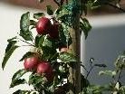 Über viel Ertrag freuen sich heuer die Landwirte und Obstbaumbesitzer Über viel Ertrag freuen sich heuer die Landwirte und Obstbaumbesitzer