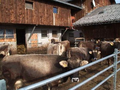 700 Kilowatt/h pro Rindvieh muss man in einem Jahr rechnen 700 Kilowatt/h pro Rindvieh muss man in einem Jahr rechnen