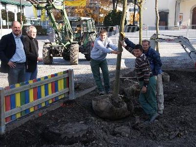 Acht Winterlinden für Hörbranz. Acht Winterlinden für Hörbranz.