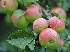 Bei der 23. Jahreshauptversammlung des Obst- und Gartenbauvereins Schruns-Tschagguns ist ein Lichtbildervortrag zum ersten offenen Gartentag zu sehen.