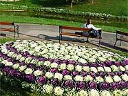 Blumen sollen an grauen Tagen das Herz erwärmen. Blumen sollen an grauen Tagen das Herz erwärmen.