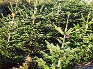 Die Preise für einen Christbaum variieren. Die Preise für einen Christbaum variieren.