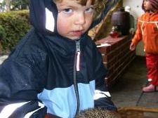 Waldfüchsle zu Besuch bei der Igelmama Waldfüchsle zu Besuch bei der Igelmama