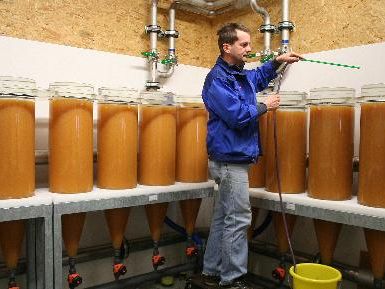 Im Landesfischereizentrum betreut Reinhard Bachmann rund 50 Millionen abgelieferte Felcheneier. Im Landesfischereizentrum betreut Reinhard Bachmann rund 50 Millionen abgelieferte Felcheneier.