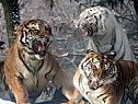Tiger sind vom Aussterben bedroht